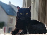 Prêt pour l'adoption : chat noir de 4 ans