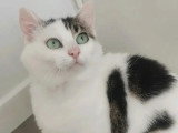 À la recherche d'une famille : chatte blanche de 8 ans