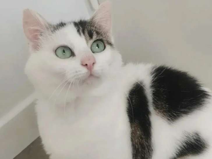 À la recherche d'une famille : chatte blanche de 8 ans