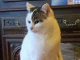 À la recherche d'une famille : chatte blanche de 8 ans