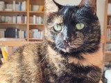 En attente d'un foyer : chatte tigrée de 10 ans
