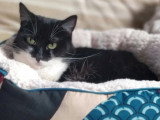 Adoption disponible : chatte noire et blanche de 6 ans