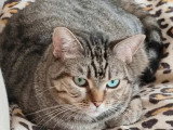 À la recherche d'une famille : chatte tigrée de 9 ans