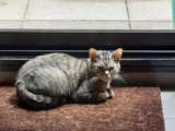 À la recherche d'une famille : chatte tigrée de 9 ans