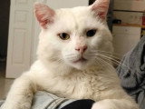 Disponible à l'adoption : chat blanc de 7 ans