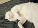 Disponible à l'adoption : chat blanc de 7 ans