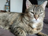 En attente d'un foyer : chatte au pelage écaille de tortue de 3 ans