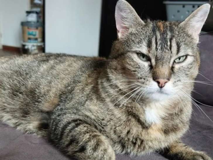 En attente d'un foyer : chatte au pelage écaille de tortue de 3 ans