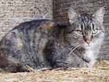 En attente d'un foyer : chatte au pelage écaille de tortue de 3 ans