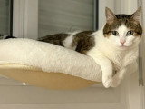 En quête d'un foyer : chatte tigrée et blanche de 8 ans