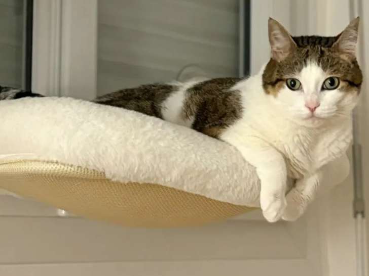 En quête d'un foyer : chatte tigrée et blanche de 8 ans
