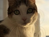 En quête d'un foyer : chatte tigrée et blanche de 8 ans