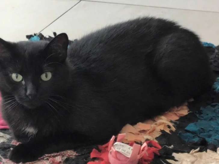 À adopter : chatte noire de 4 ans