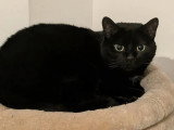 À adopter : chatte noire de 4 ans