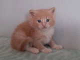 2 chatons Maine Coon non LOOF à réserver mâle crème et femelle noire
