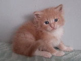 2 chatons Maine Coon non LOOF à réserver mâle crème et femelle noire