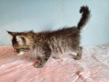 2 chatons Maine Coon non LOOF à réserver mâle crème et femelle noire