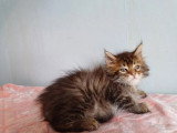 2 chatons Maine Coon non LOOF à réserver mâle crème et femelle noire