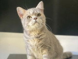 5 chatons Scottish Fold et Straight  de février 2026 non inscrits au LOOF à vendre