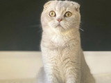 5 chatons Scottish Fold et Straight  de février 2026 non inscrits au LOOF à vendre