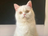 5 chatons Scottish Fold et Straight  de février 2026 non inscrits au LOOF à vendre
