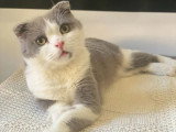 5 chatons Scottish Fold et Straight  de février 2026 non inscrits au LOOF à vendre