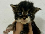 Portée de 7 chatons Maine Coon mâles LOOF nés en mai 2026 à réserver