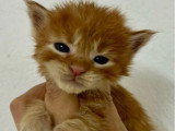 Portée de 7 chatons Maine Coon mâles LOOF nés en mai 2026 à réserver