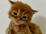Portée de 7 chatons Maine Coon mâles LOOF nés en mai 2026 à réserver