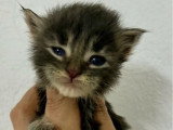 Portée de 7 chatons Maine Coon mâles LOOF nés en mai 2026 à réserver