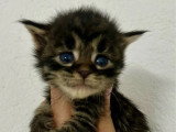 Portée de 7 chatons Maine Coon mâles LOOF nés en mai 2026 à réserver
