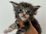 6 chatons Maine Coon LOOF nés en avril 2026 à réserver