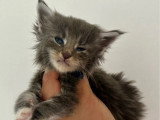 6 chatons Maine Coon LOOF nés en avril 2026 à réserver
