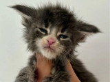 6 chatons Maine Coon LOOF nés en avril 2026 à réserver