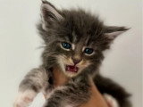 6 chatons Maine Coon LOOF nés en avril 2026 à réserver