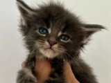 6 chatons Maine Coon LOOF nés en avril 2026 à réserver