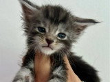 6 chatons Maine Coon LOOF nés en avril 2026 à réserver