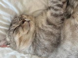 Chat type British mâle argenté non LOOF de juin 2023 à vendre