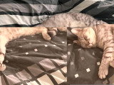 Chat type British mâle argenté non LOOF de juin 2023 à vendre