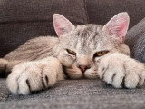 Chat type British mâle argenté non LOOF de juin 2023 à vendre