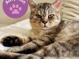Chat type British mâle argenté non LOOF de juin 2023 à vendre