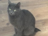 Adoption disponible : chatte au pelage gris d'un an