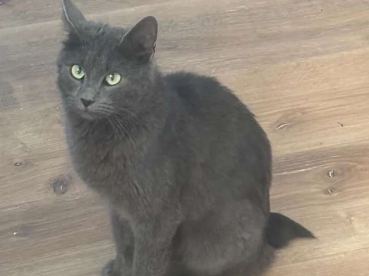 Adoption disponible : chatte au pelage gris d'un an