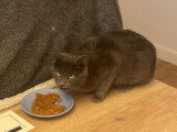 Adoption disponible : chatte au pelage gris d'un an