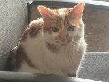 En attente d'un foyer : chat roux et blanc de 3 ans