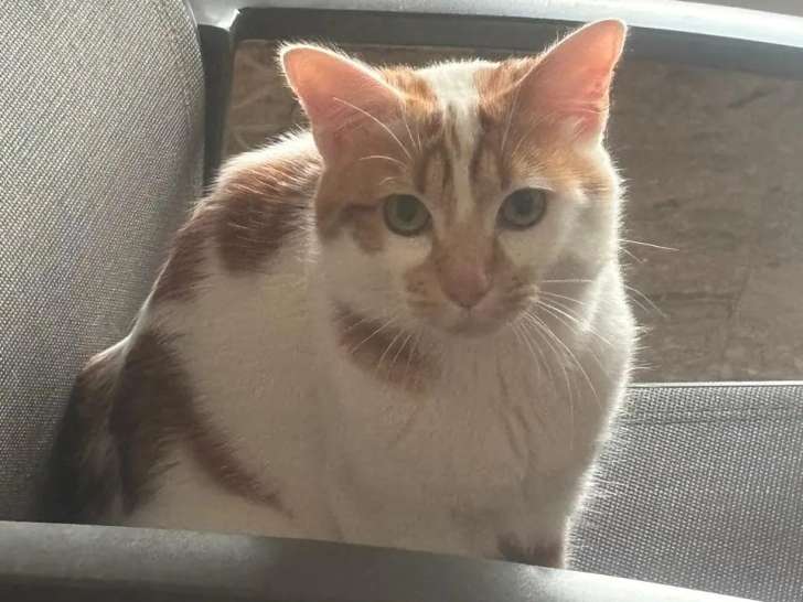 En attente d'un foyer : chat roux et blanc de 3 ans