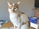 En attente d'un foyer : chat roux et blanc de 3 ans