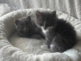 À accueillir : chaton mâle gris et blanc de 2 mois