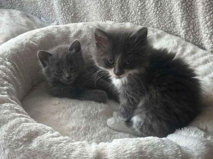 À accueillir : chaton mâle gris et blanc de 2 mois