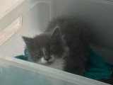 À accueillir : chaton mâle gris et blanc de 2 mois